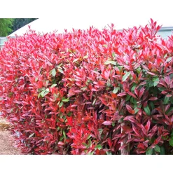 Plantiflor Glanzmispel Red Robin im Topf Durchmesser 17 cm