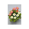 Plantiflor Gänseblümchen Trio Topf Durchmesser 13 cm