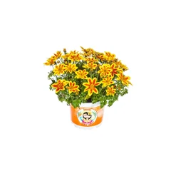 Plantiflor Goldmarie Taka Tuka Topf Durchmesser 12 cm