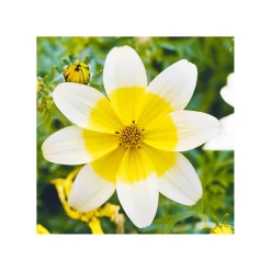 Plantiflor Goldmarie Taka Tuka Topf Durchmesser 12 cm