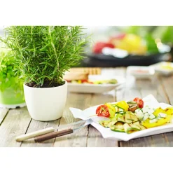 Plantiflor Gourmetkräuter Rosmarin Topf Durchmesser 12 cm