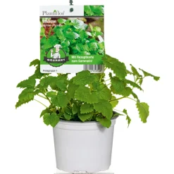 Plantiflor Gourmetkräuter Melisse im Topf Durchmesser 12 cm