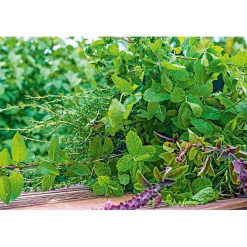 Plantiflor Gourmetkräuter Melisse im Topf Durchmesser 12 cm