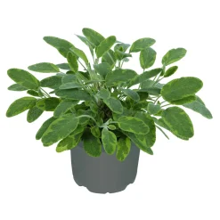 Plantiflor Gourmetkräuter Goldsalbei Topf 12 cm