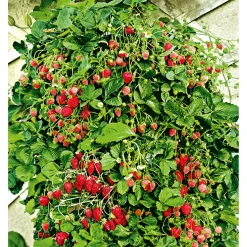 Plantiflor Gourmetkräuter Klettererdbeere Topf 12 cm