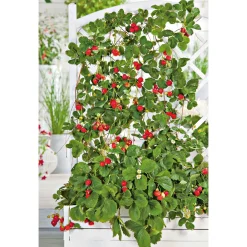 Plantiflor Gourmetkräuter Klettererdbeere Topf 12 cm