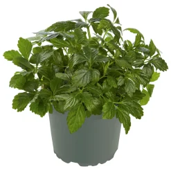 Plantiflor Gourmetkräuter Kraut des Lebens Topf 12 cm