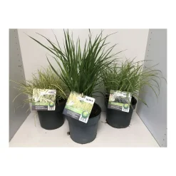 Plantiflor Gräser Sortiment T19