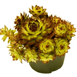 Plantiflor Hauswurz Topf-Ø 10,5 cm