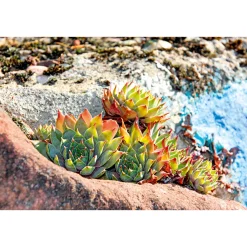 Plantiflor Hauswurz Topf-Ø 10,5 cm