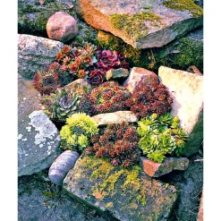 Plantiflor Hauswurz Topf-Ø 10,5 cm