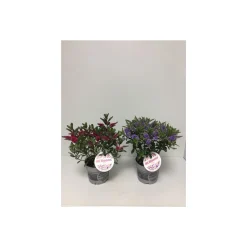 Plantiflor Hebe All Blooms verschiedene Farben T12