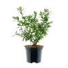 Plantiflor Heidelbeere Goldtraube Topf- Durchmesser 19 cm