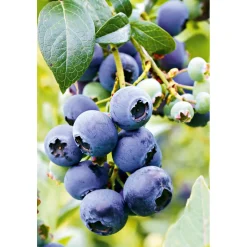 Plantiflor Heidelbeere Goldtraube Topf- Durchmesser 19 cm