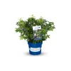 Plantiflor Heidelbeere Lucky Berry Topf Durchmesser 22 cm