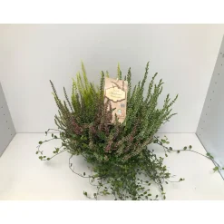 Plantiflor Heide-Mix T14