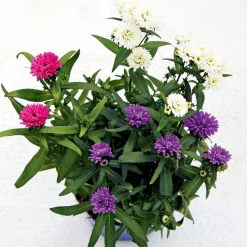 Plantiflor Herbstaster Trio Topf Durchmesser 13 cm