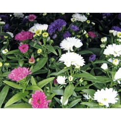 Plantiflor Herbstaster Trio Topf Durchmesser 13 cm