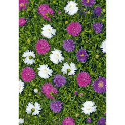 Plantiflor Herbstaster Trio Topf Durchmesser 13 cm