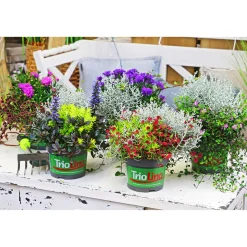Plantiflor Herbstpflanzen-Trio TrioLino Topf Durchmesser 13 cm