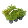 Plantiflor Herbsttray 6er-Pack Topf Durchmesser 9 cm
