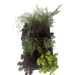 Plantiflor Herbstzauber verschiedene Sorten Topf Durchmesser 11 cm