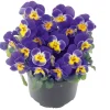 Plantiflor Hornveilchen Topf Durchmesser 9 cm