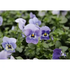 Plantiflor Hornveilchen Topf Durchmesser 9 cm