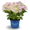 Plantiflor Hortensie Magical Four Seasons Topf Durchmesser 23 cm