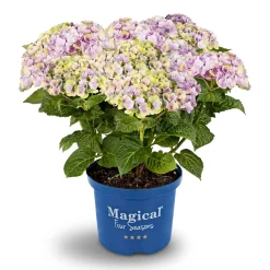 Plantiflor Hortensie Magical Four Seasons Topf Durchmesser 23 cm