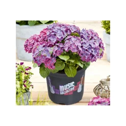 Plantiflor Hortensie Music Collection Topf Durchmesser 23 cm