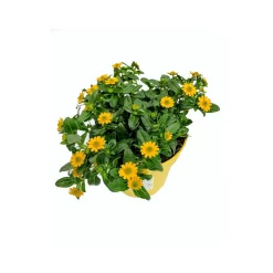 Plantiflor Husarenknopf Inca gelb T13