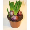 Plantiflor Hyazinthe Topf Durchmesser 12 cm