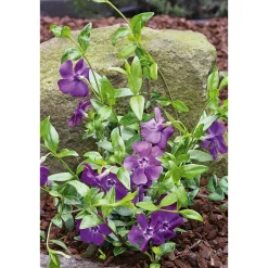 Plantiflor Immergrün Topf Dm 9,5 cm