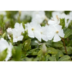 Plantiflor Immergrün Topf Dm 9,5 cm