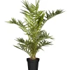 Plantiflor IMPO Phoenix canariensis T19