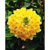 Plantiflor Japanische Papierbusch Grandiflora Topf Durchmesser 19 cm