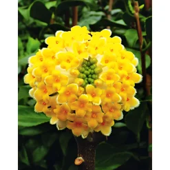 Plantiflor Japanische Papierbusch Grandiflora Topf Durchmesser 19 cm