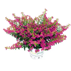 Plantiflor Japanische Scheinmyrthe Flori Glory Topf 11 cm