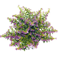 Plantiflor Japanische Scheinmyrthe Flori Glory Topf 11 cm