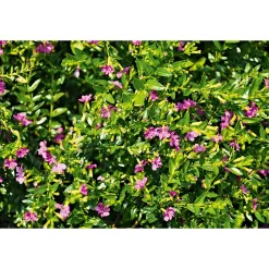 Plantiflor Japanische Scheinmyrthe Flori Glory Topf 11 cm