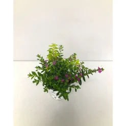 Plantiflor Japanische Scheinmyrthe Flory Glory 20 cm T11