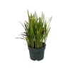 Plantiflor Japanisches Blutgras Red Baron Topf Durchmesser 19 cm