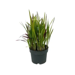 Plantiflor Japanisches Blutgras Red Baron Topf Durchmesser 19 cm