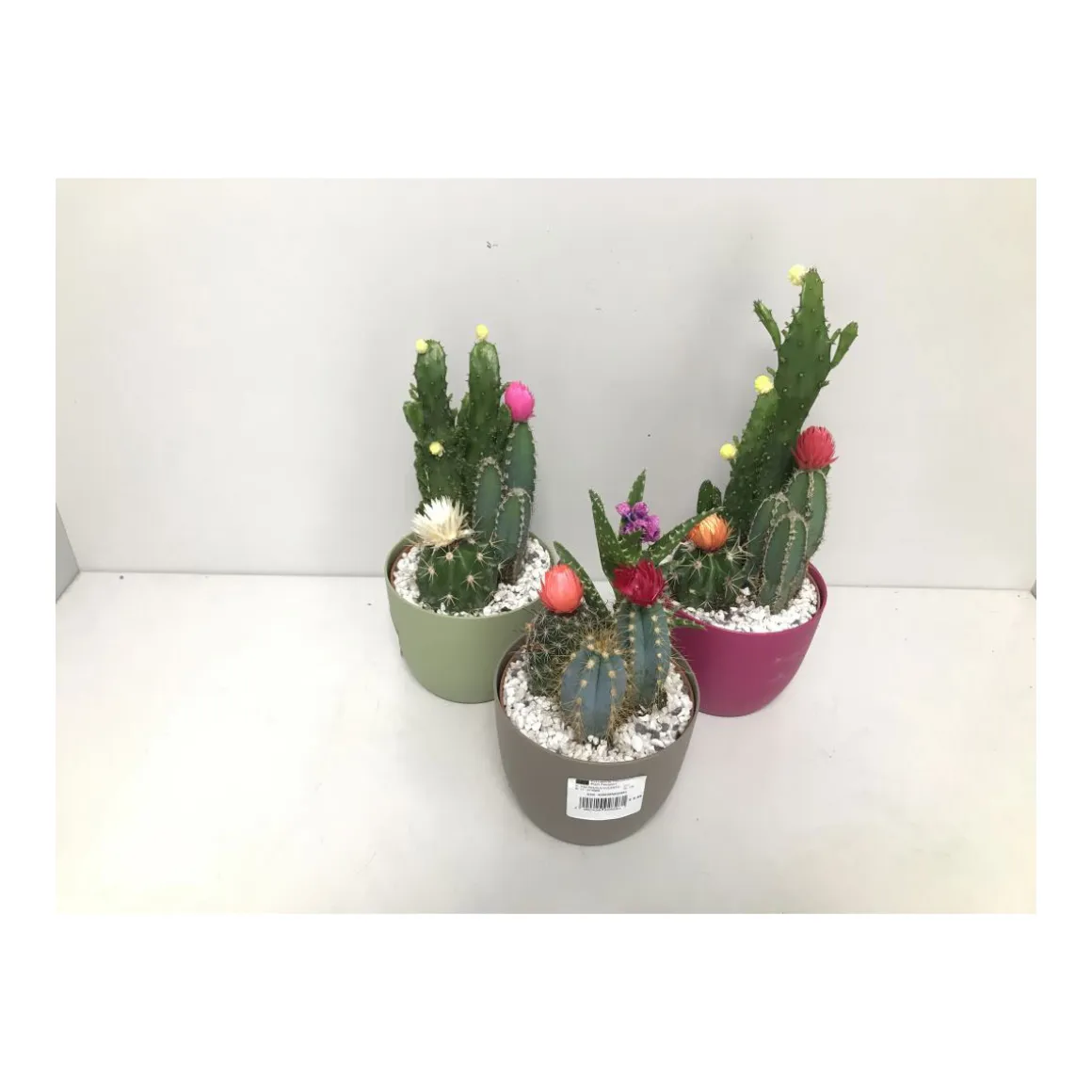 Plantiflor Kakteen mit geklebten Blüten Eiförmiger Topf verschiedene Sorten T14