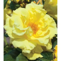 Plantiflor Kletterrose „Gelb“, Topf Ø 23 cm