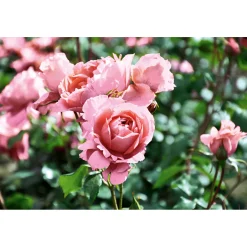 Plantiflor Kletterrose „Rosa“, Topf Ø 23 cm