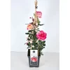 Plantiflor Kletterrose „Zweifarbig“, Topf Ø 23 cm