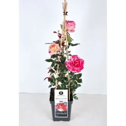 Plantiflor Kletterrose „Zweifarbig“, Topf Ø 23 cm