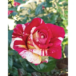 Plantiflor Kletterrose „Zweifarbig“, Topf Ø 23 cm